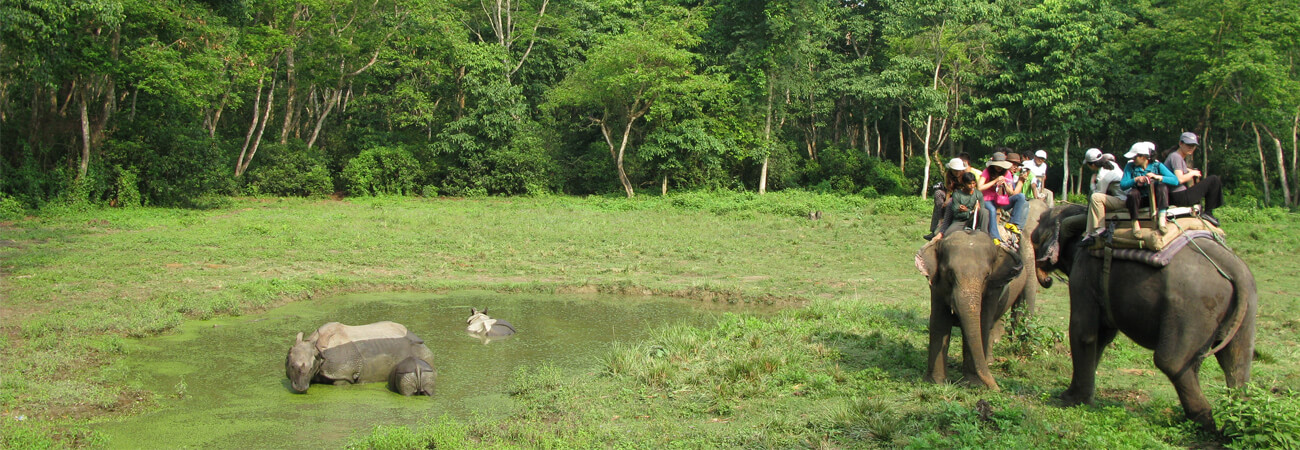 Jungle Safari